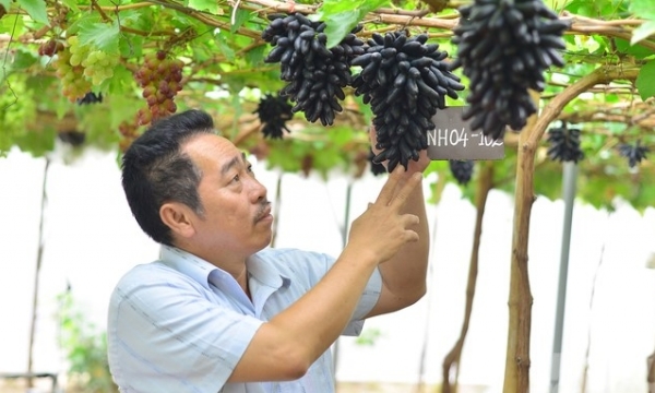 Ninh Thuan grapes focus on high-tech production, aiming for export